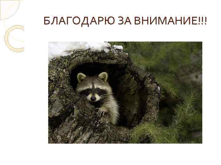 БЛАГОДАРЮ ЗА ВНИМАНИЕ!!! 