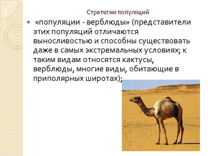 Стратегии популяций «популяции верблюды» (представители этих популяций отличаются выносливостью и способны существовать даже в