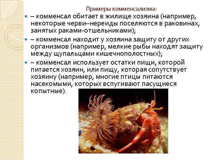 Примеры комменсализма: – комменсал обитает в жилище хозяина (например, некоторые черви–нереиды поселяются в раковинах,