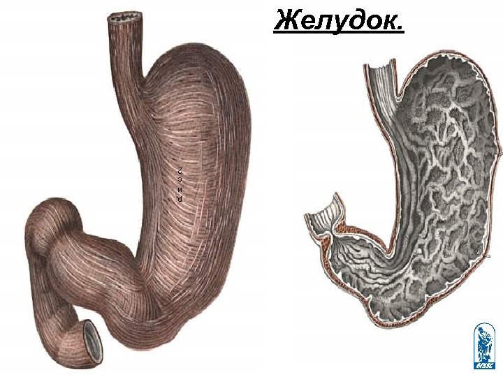 Желудок. р и с 2 