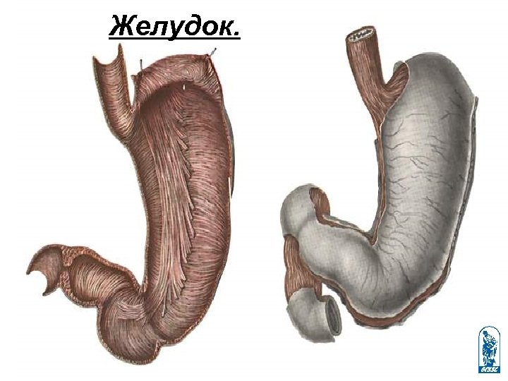 Желудок. 