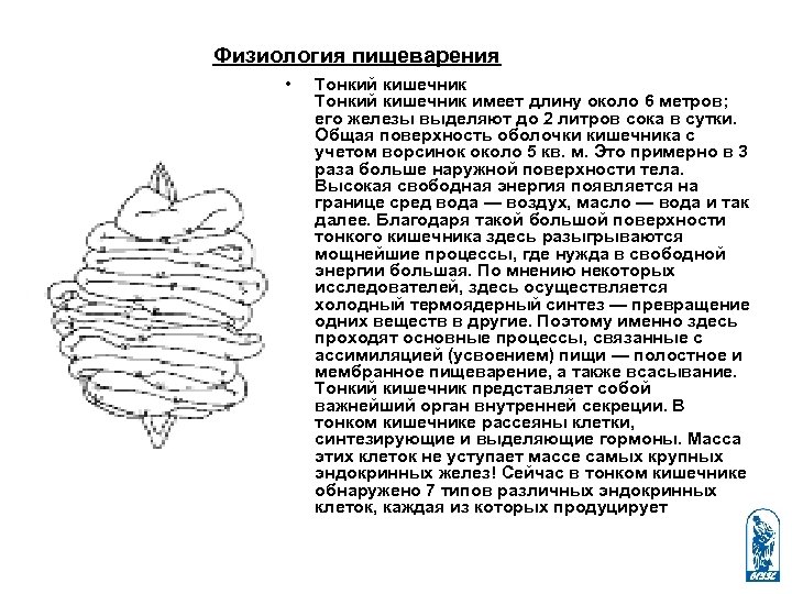 Физиология пищеварения • Тонкий кишечник имеет длину около 6 метров; его железы выделяют до