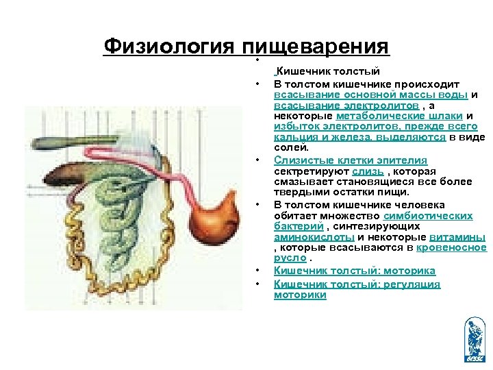 Физиология пищеварения • • • Кишечник толстый В толстом кишечнике происходит всасывание основной массы
