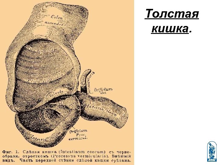 Толстая кишка. 