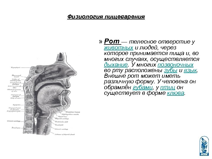 Физиология пищеварения » Рот — телесное отверстие у животных и людей, через которое принимается