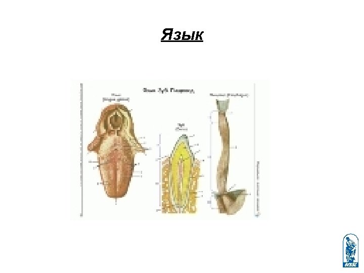 Язык 