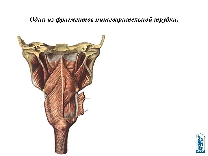 Один из фрагментов пищеварительной трубки. 