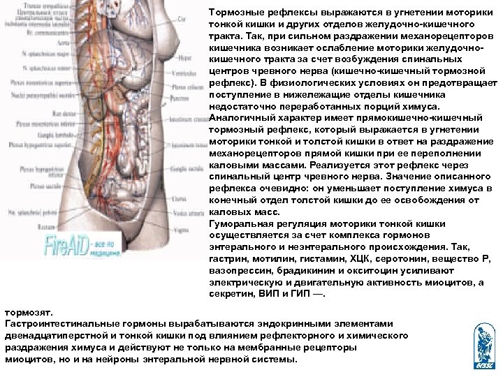 Тормозные рефлексы выражаются в угнетении моторики тонкой кишки и других отделов желудочно-кишечного тракта. Так,