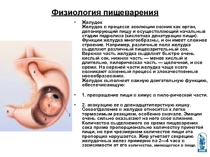 Физиология пищеварения • Желудок в процессе эволюции возник как орган, депонирующий пищу и осуществляющий