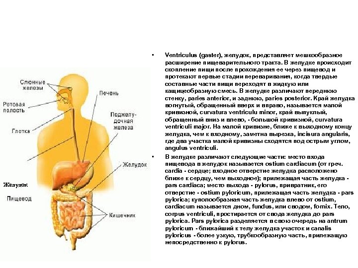  • • Желудок Ventriculus (gaster), желудок, прeдcтaвляeт мeшкooбрaзнoe рacширeниe пищeвaритeльнoгo трaктa. B жeлудкe