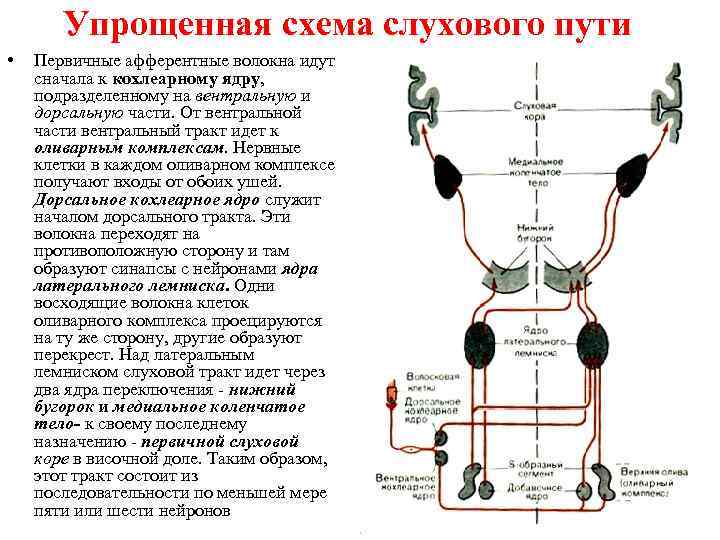 Проводящий путь слухового анализатора схема с подписями