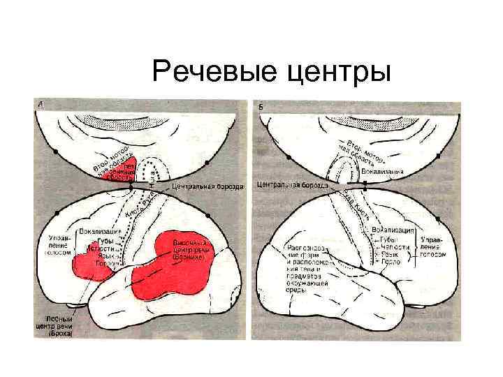 Речевые центры 
