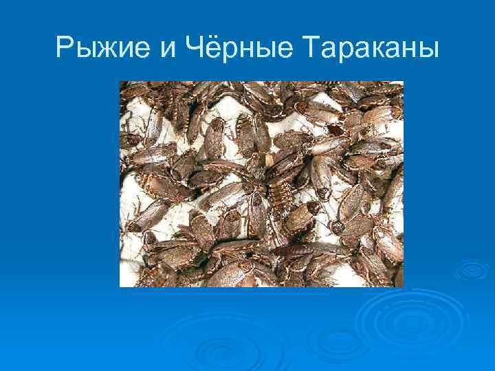 Рыжие и Чёрные Тараканы 