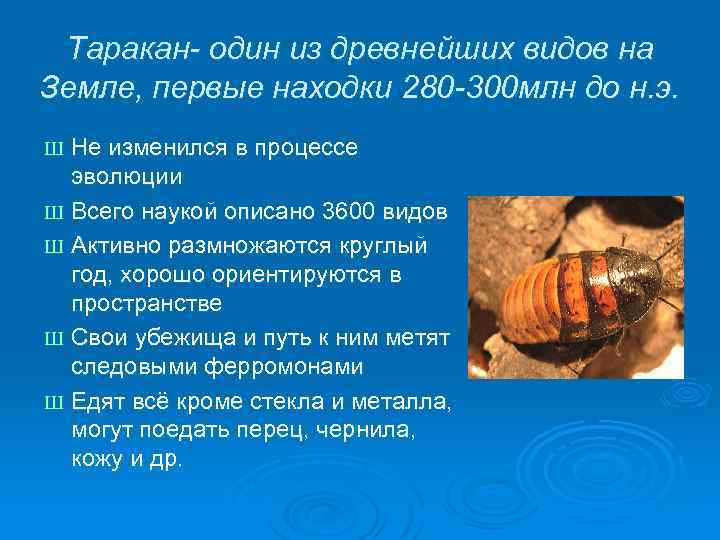 Таракан- один из древнейших видов на Земле, первые находки 280 -300 млн до н.