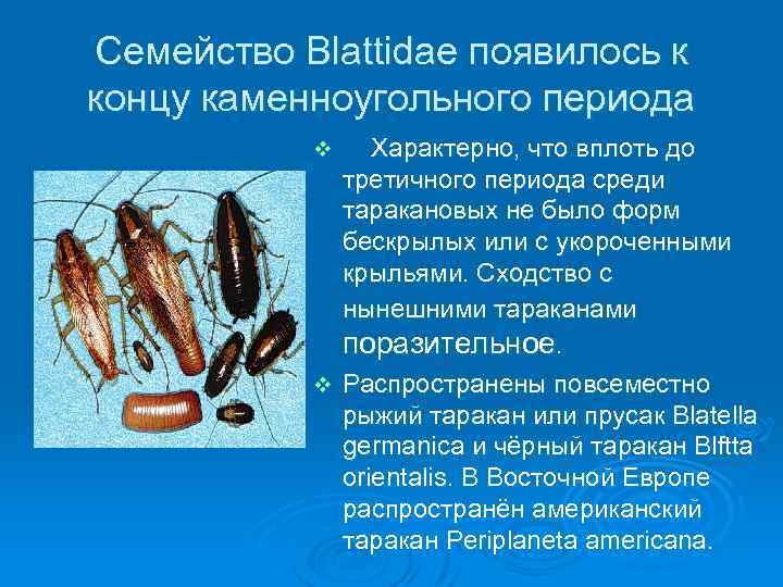 Семейство Blattidae появилось к концу каменноугольного периода Характерно, что вплоть до третичного периода среди