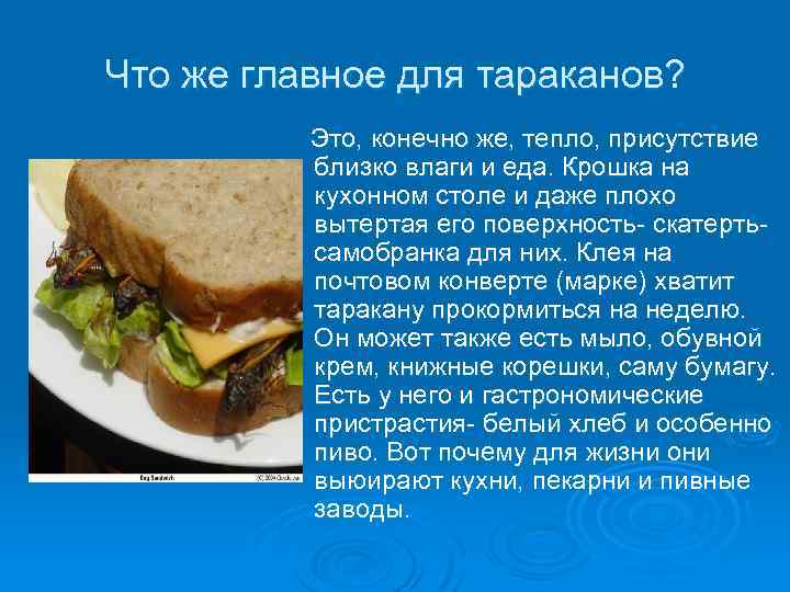 Что же главное для тараканов? Это, конечно же, тепло, присутствие близко влаги и еда.