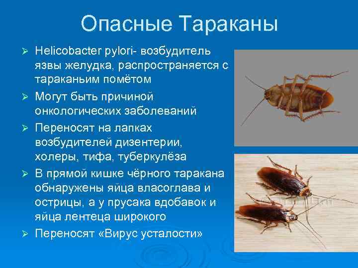 Опасные Тараканы Ø Ø Ø Helicobacter pylori- возбудитель язвы желудка, распространяется с тараканьим помётом