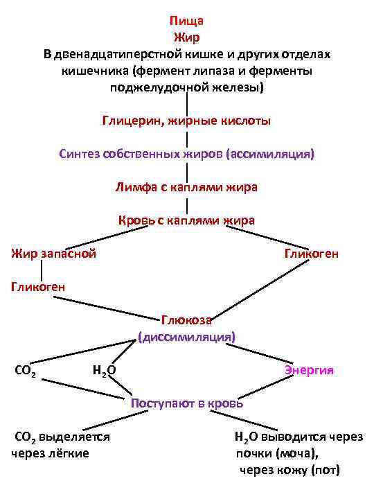 Обмен жиров ферменты. Схема ассимиляции жиров. Жиры липаза образующиеся соединения. Метаболизм жиров и жирных кислот. Обмен жиров в тонком кишечнике.