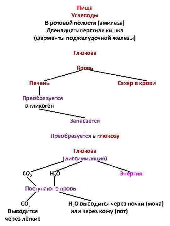 Углеводы конечный продукт. Метаболизм сахарозы в полости рта схема. В ротовой полости углеводы расщепляются до. Расщепление углеводов в ротовой полости. Метаболизм сахарозы в полости рта.