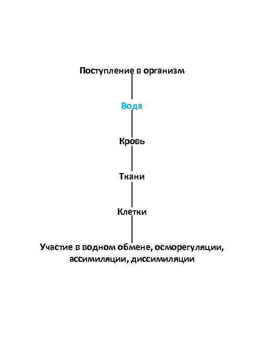 Поступление в организм Вода Кровь Ткани Клетки Участие в водном обмене, осморегуляции, ассимиляции, диссимиляции