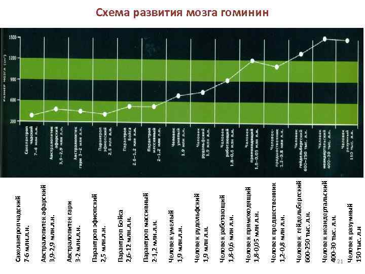 Человек неандертальский 400 -30 тыс. л. н. Человек гейдельбергский 600 -250 тыс. л. н.