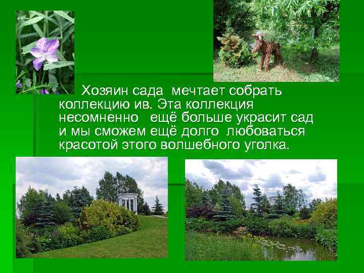 Хозяин сада мечтает собрать коллекцию ив. Эта коллекция несомненно ещё больше украсит сад и