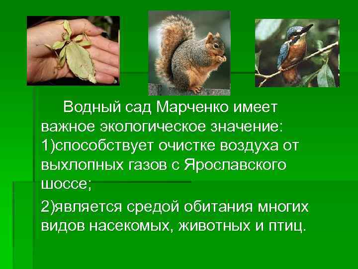 Водный сад Марченко имеет важное экологическое значение: 1)способствует очистке воздуха от выхлопных газов с