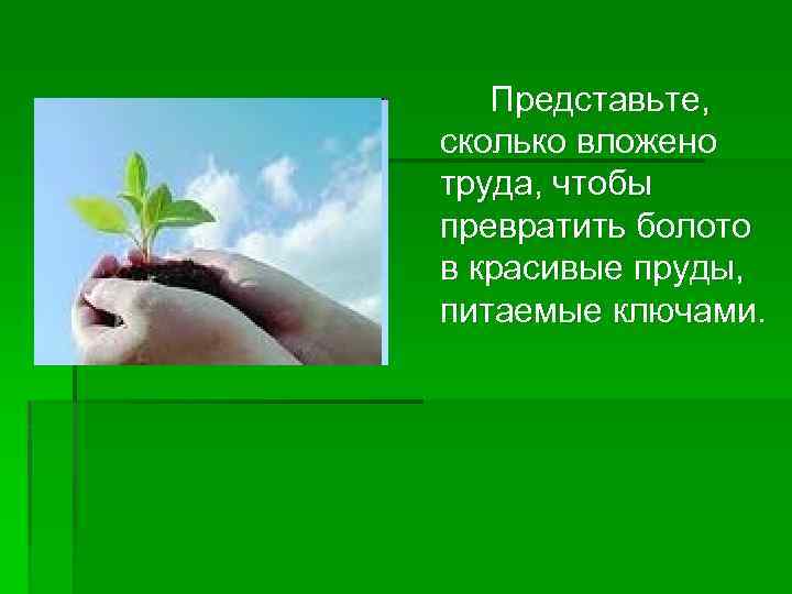 Представьте, сколько вложено труда, чтобы превратить болото в красивые пруды, питаемые ключами. 