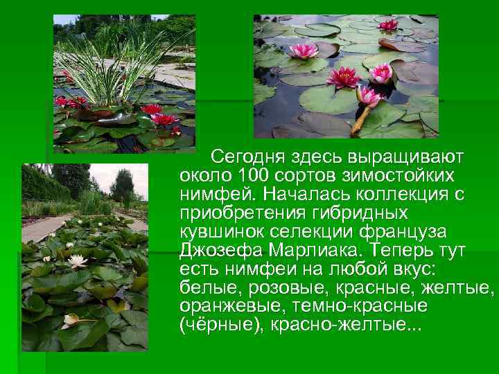Сегодня здесь выращивают около 100 сортов зимостойких нимфей. Началась коллекция с приобретения гибридных кувшинок