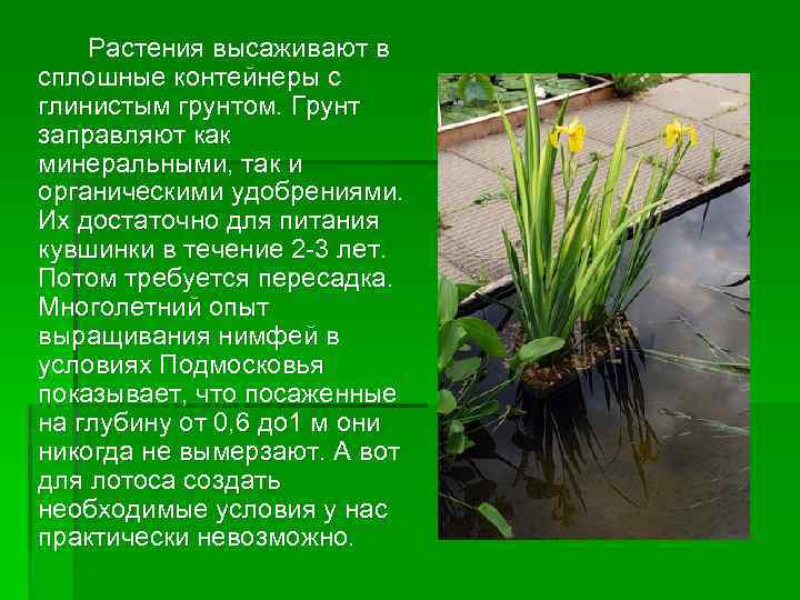 Растения высаживают в сплошные контейнеры с глинистым грунтом. Грунт заправляют как минеральными, так и