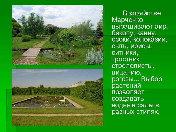 В хозяйстве Марченко выращивают аир, бакопу, канну, осоки, колоказии, сыть, ирисы, ситники, тростник, стрелолисты,