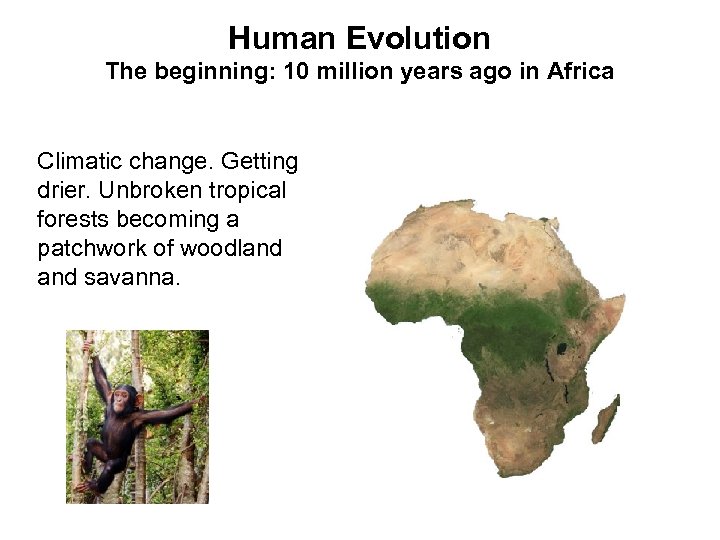 Human Evolution The beginning: 10 million years ago in Africa Climatic change. Getting drier.