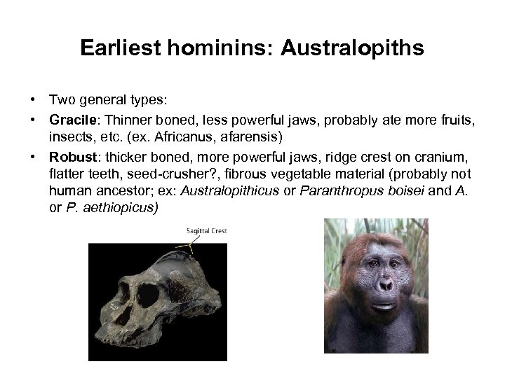 Earliest hominins: Australopiths • Two general types: • Gracile: Thinner boned, less powerful jaws,