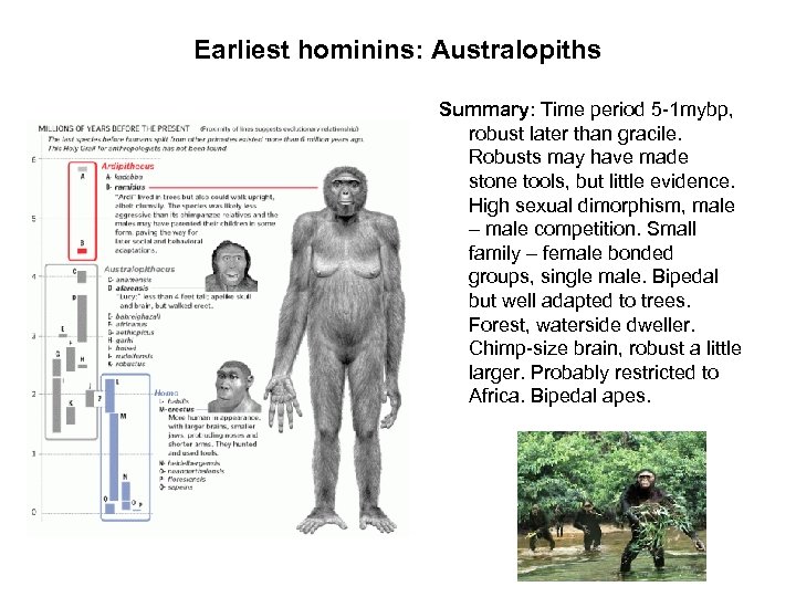 Earliest hominins: Australopiths Summary: Time period 5 -1 mybp, robust later than gracile. Robusts