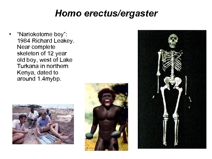 Homo erectus/ergaster • “Nariokotome boy”: 1984 Richard Leakey. Near complete skeleton of 12 year