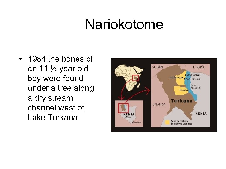 Nariokotome • 1984 the bones of an 11 ½ year old boy were found