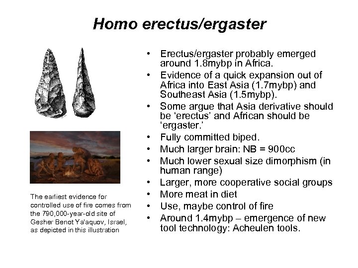 Homo erectus/ergaster The earliest evidence for controlled use of fire comes from the 790,