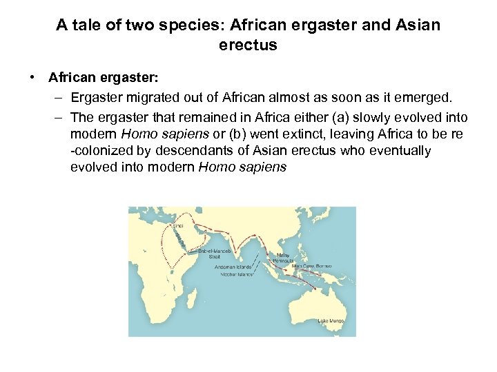 A tale of two species: African ergaster and Asian erectus • African ergaster: –