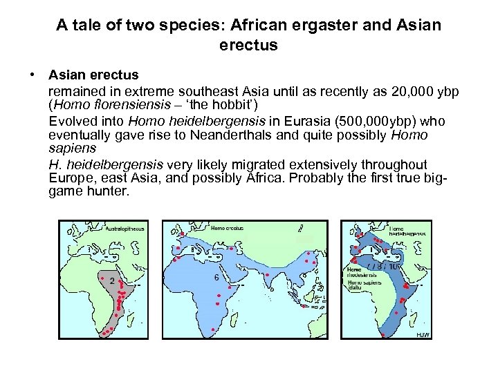 A tale of two species: African ergaster and Asian erectus • Asian erectus remained