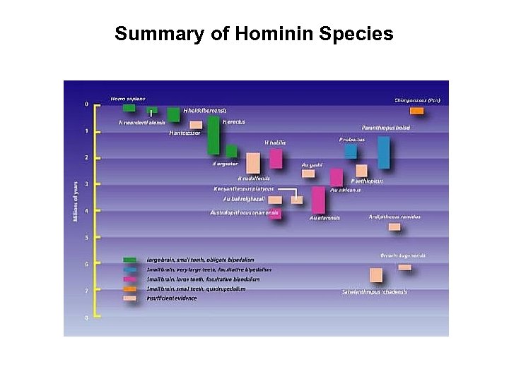 Summary of Hominin Species 