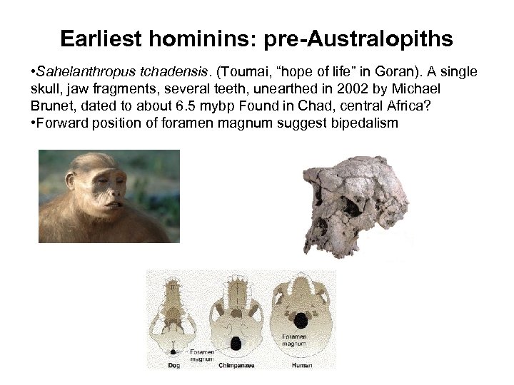 Earliest hominins: pre-Australopiths • Sahelanthropus tchadensis. (Toumai, “hope of life” in Goran). A single