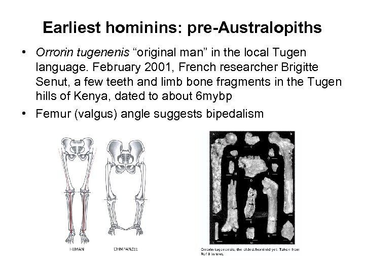 Earliest hominins: pre-Australopiths • Orrorin tugenenis “original man” in the local Tugen language. February