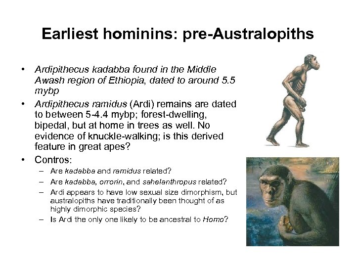 Earliest hominins: pre-Australopiths • Ardipithecus kadabba found in the Middle Awash region of Ethiopia,