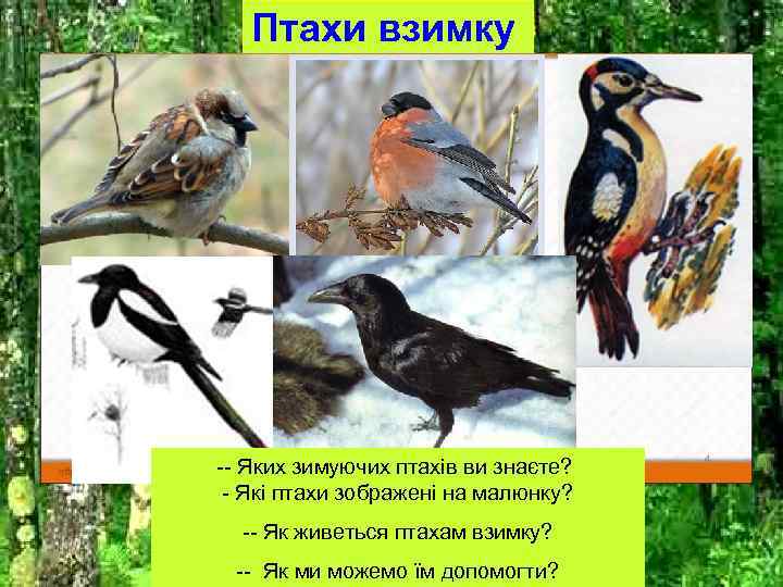 Птахи взимку -- Яких зимуючих птахів ви знаєте? - Які птахи зображені на малюнку?