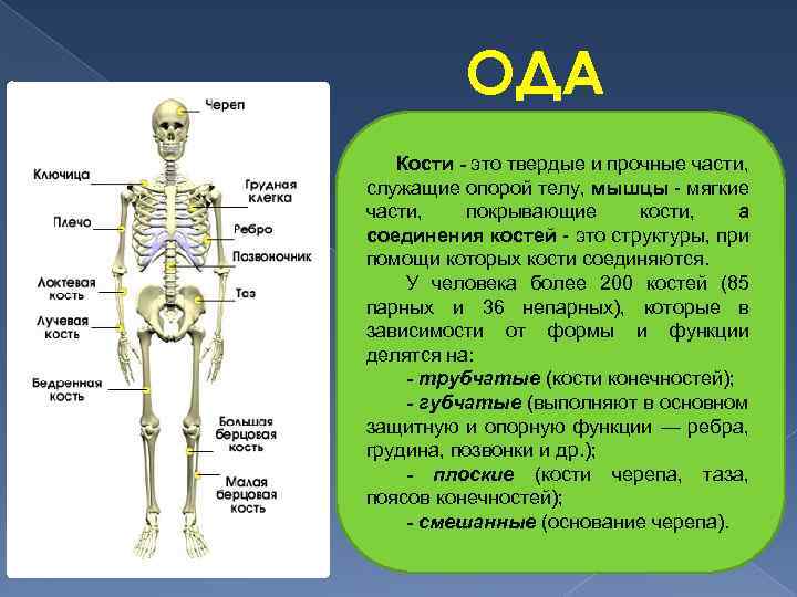 ОДА Кости - это твердые и прочные части, служащие опорой телу, мышцы мягкие части,