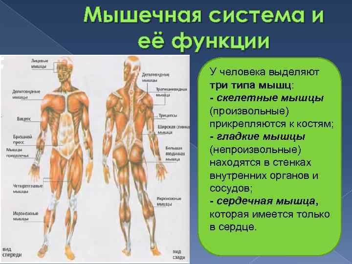 Мышечная система и её функции У человека выделяют три типа мышц: - скелетные мышцы