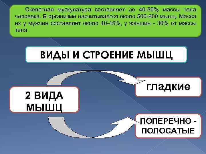 Скелетная мускулатура составляет до 40 50% массы тела человека. В организме насчитывается около 500