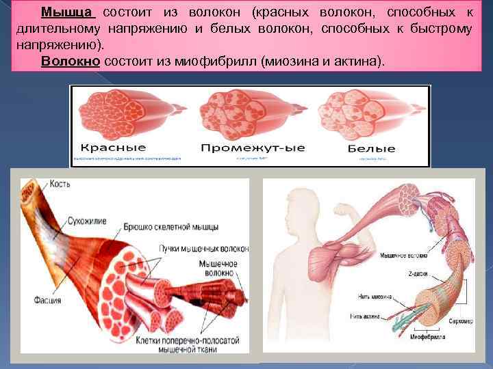 Белые и красные мышечные волокна фото