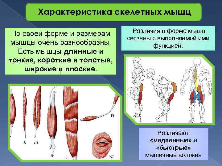 Характеристика скелетных мышц По своей форме и размерам мышцы очень разнообразны. Есть мышцы длинные