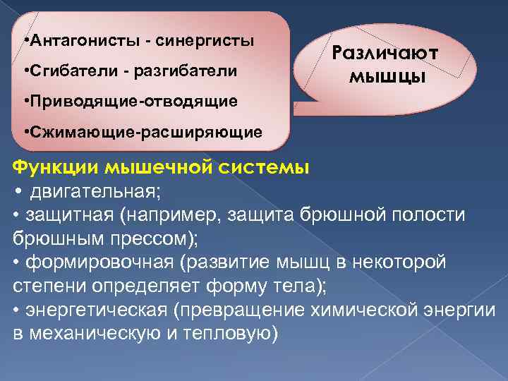  • Антагонисты - синергисты • Сгибатели - разгибатели Различают мышцы • Приводящие-отводящие •